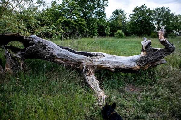 El viejo árbol muerto caído yaciendo en un claro en el bosque — Foto de Stock