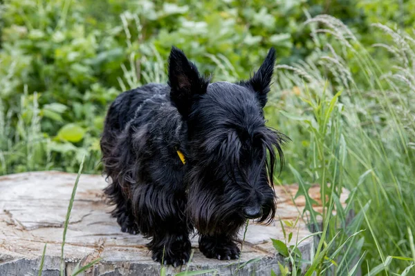Large dog portrait of a Scottish Terrier on the stump in the forest