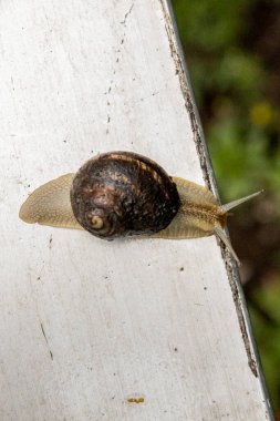 Üzüm bahçesi salyangozu kabuğunu sürüklüyor. Yenilebilir yemekler.