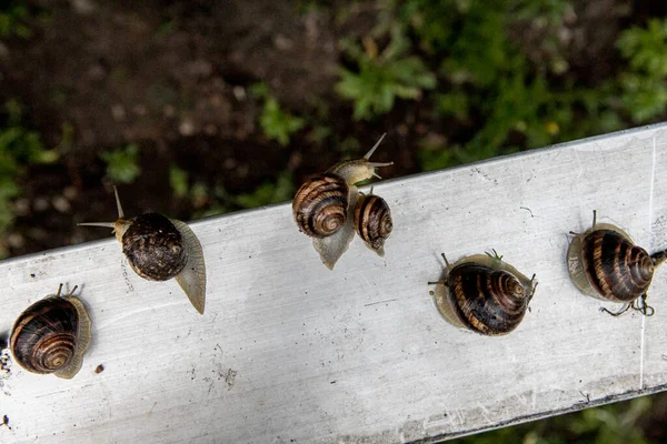 De druiventuinslak sleept zijn schelp. Eetbare gerechten — Stockfoto