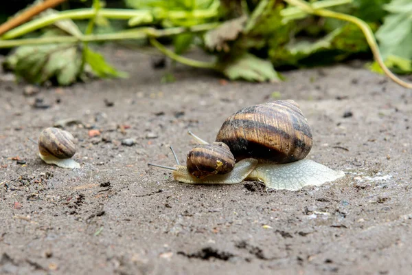 El caracol del jardín de la uva arrastra su caparazón. Platos comestibles —  Fotos de Stock