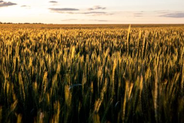 Gün batımında bir çavdar tarlası. Doğal arkaplan ve doku