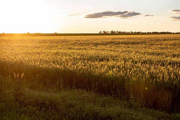 Gün batımında bir çavdar tarlası. Doğal arkaplan ve doku