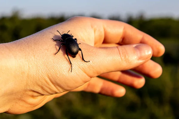 Un gran escarabajo negro arrastrándose en la mano de la chica en el fondo —  Fotos de Stock