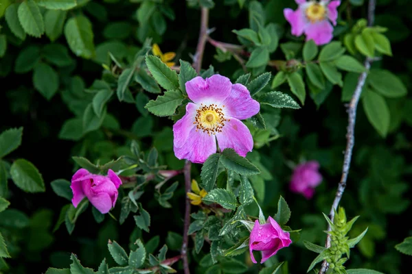 Pole dzikich fioletowych kwiatów w bujnej trawie letniej — Zdjęcie stockowe