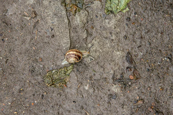 葡萄园蜗牛拖着它的壳。吃的菜 — 图库照片