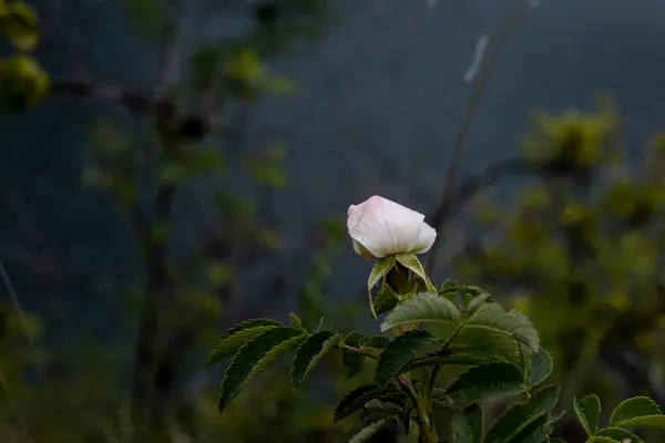 Flor rosa rosa rosa salvaje de cerca sobre un fondo natural — Foto de Stock