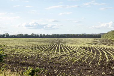 İlk yeşil filizleri filizlendirmek için bir ekin tarlasında. Tarım ve tarım geçmişi