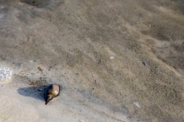 Gölün kıyısındaki kumda koni salyangozu, tepeden manzara.