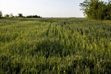 Gökyüzünün altında güzel bulutları olan manzara çayırları.