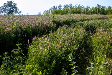 Asfaltsız toprak yol güzel bir çayırdan ve ağaçlardan geçer.