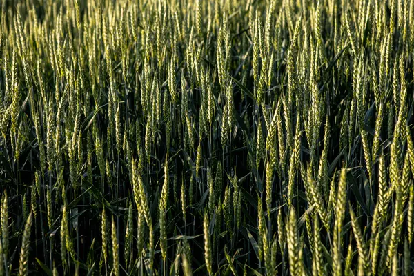 The young green wheat is ripening in a farmer's field — Stock Photo, Image