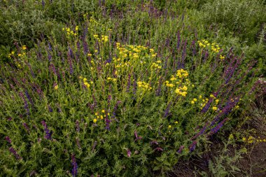 Güzel kır çiçekleri yakın çekim. Vahşi doğanın arka planı