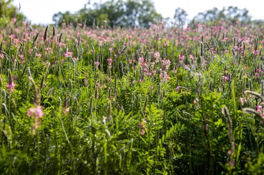 Arazide filizlenen ateş otları, batan güneşin ışınlarına yakın.