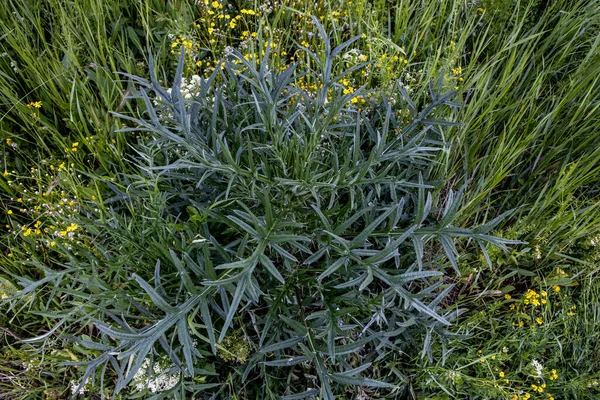 Stacheldrahtanlage auf einer grünen Wiese. Sommerliche Hintergrundflora — Stockfoto