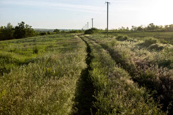 Грунтовая дорога проходит через красивый луг и деревья — стоковое фото