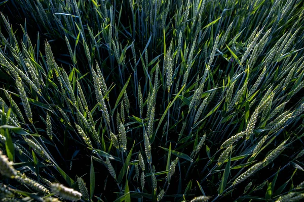 De jonge groene tarwe rijpt op een boerenveld. — Stockfoto