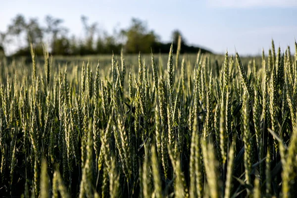 De jonge groene tarwe rijpt op een boerenveld. — Stockfoto