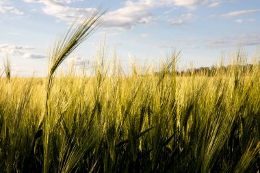Yulaf, çiftçinin tarlasında demleniyor. Metin için arkaplan ve doku