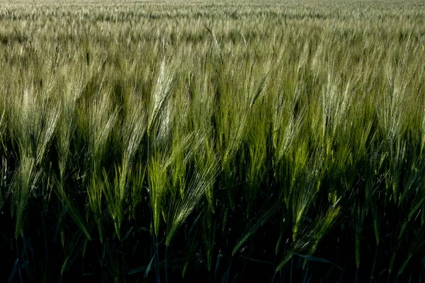Oats is brewing in the farmer's field. Background and texture for text — Stock Photo, Image