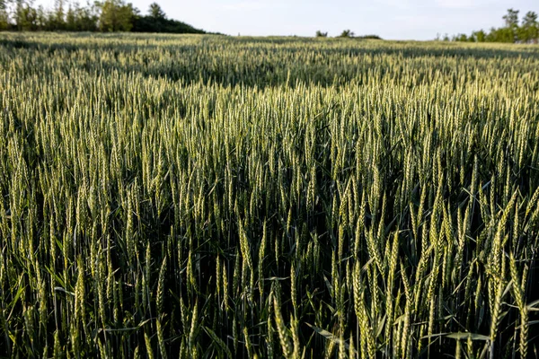 De jonge groene tarwe rijpt op een boerenveld. — Stockfoto