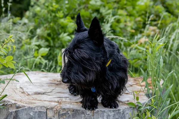 Sehr süßer schwarzer Hund sitzt auf einem Baumstumpf im grünen Wald. — Stockfoto