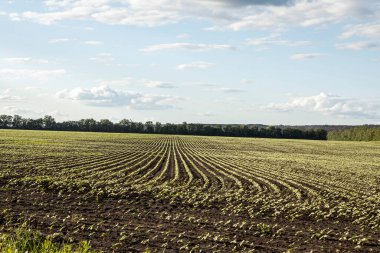 Genç bitkiler tarlada yetişiyor. Yazın çiftçilik.
