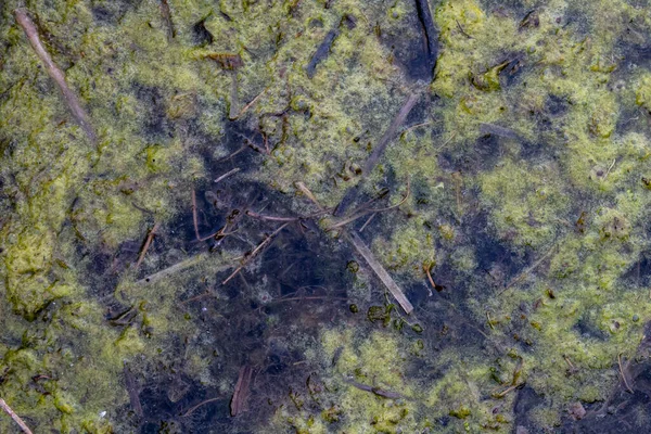 Fond et texture d'un étang avec des algues vertes gros plan — Photo