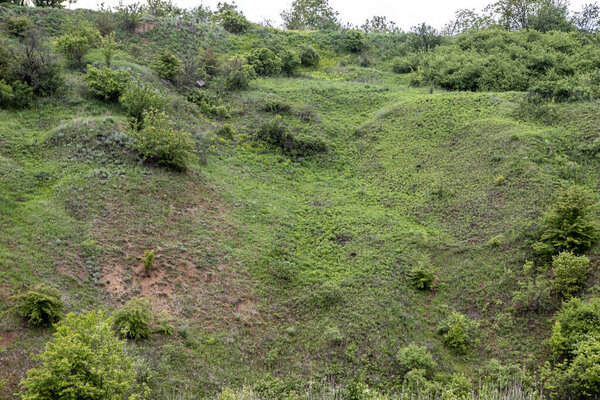 green plants and a small grass on the hillside. Wild nature