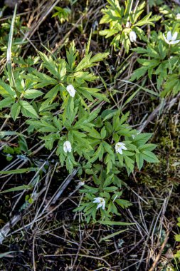 Ev bahçesinde bir sürü küçük, vahşi, küçük çiçek var.