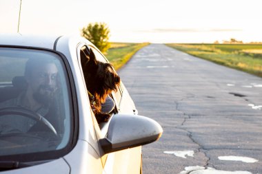 Pencereden dışarı bakan sevimli bir köpek. Şoför Fluffy.