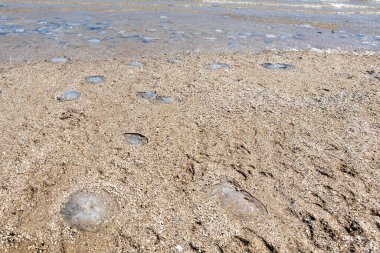 Birçok kornerot denizanası fırtınadan sonra kıyıda yatar. Banyo tehlikesi