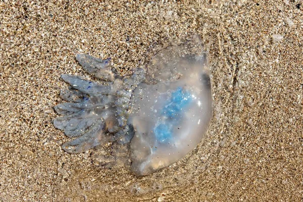 Une énorme belle méduse se trouve sur le sable au bord de la mer — Photo