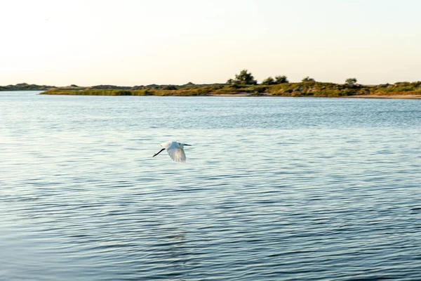 La cigüeña salvaje de la estepa vuela sobre el mar. Reserva para especies de aves raras — Foto de Stock
