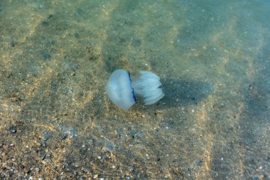 Sahilin yanındaki suda büyük bir denizanası yüzer. Yüzme tehlikesi ve sahil kapanışı.