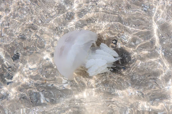 Une grande méduse nage dans l'eau près de la plage. Risque de baignade et fermeture de la plage. — Photo