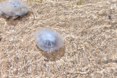 Sahilin yanındaki suda büyük bir denizanası yüzer. Yüzme tehlikesi ve sahil kapanışı.
