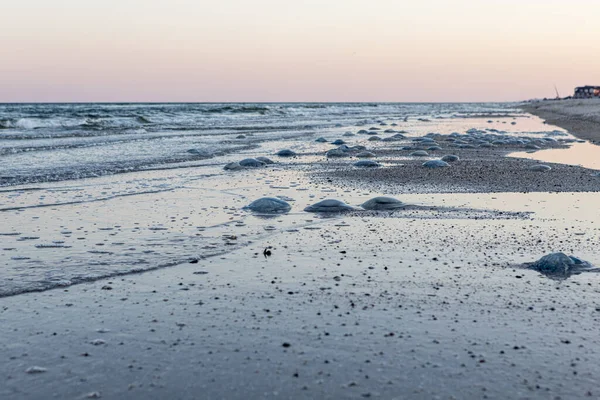 Many cornerot jellyfish lie on the seashore after a storm. Bathing hazards — Stock Photo, Image