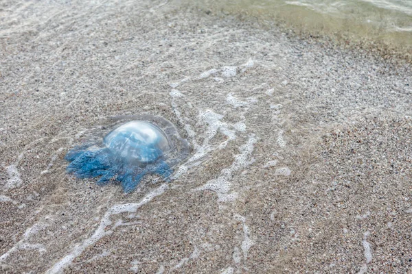 Una enorme medusa hermosa se encuentra en la arena junto al mar — Foto de Stock