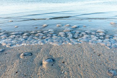 Birçok kornerot denizanası fırtınadan sonra kıyıda yatar. Banyo tehlikesi