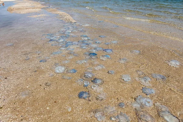 Muchas medusas de maíz yacen en la orilla del mar después de una tormenta. Riesgos de baño — Foto de Stock