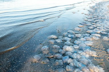 Birçok kornerot denizanası fırtınadan sonra kıyıda yatar. Banyo tehlikesi