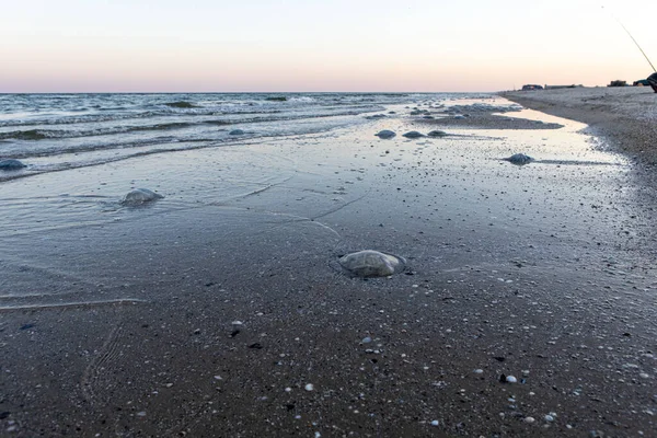 Морська припливна лінія, медузи залишилися на березі. Ризик купання — стокове фото