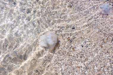 Sahilin yanındaki suda büyük bir denizanası yüzer. Yüzme tehlikesi ve sahil kapanışı.