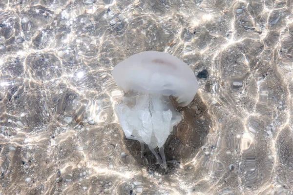 Grosses méduses dans les eaux côtières de la mer sur la plage — Photo