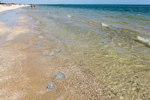 Велика медуза в прибережних водах моря на пляжі — стокове фото