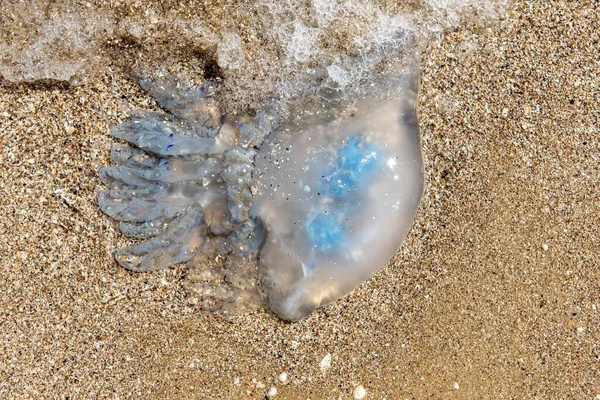 Grosses méduses dans les eaux côtières de la mer sur la plage — Photo