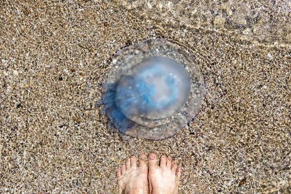 Grosses méduses dans les eaux côtières de la mer sur la plage — Photo