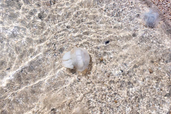 Sahildeki denizin kıyı sularında büyük denizanaları.