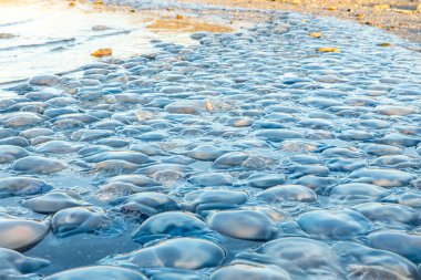 Sahile vuran büyük mavi denizanasının arkaplanı ve dokusu. Ekolojik felaket